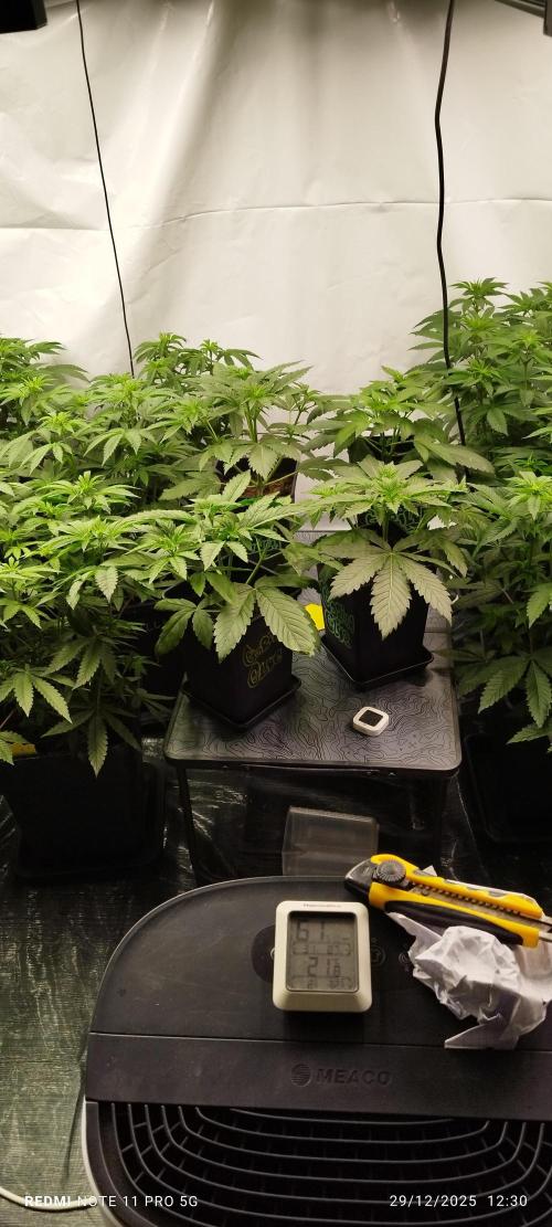 Perfect tree exotique genetix. Week 6