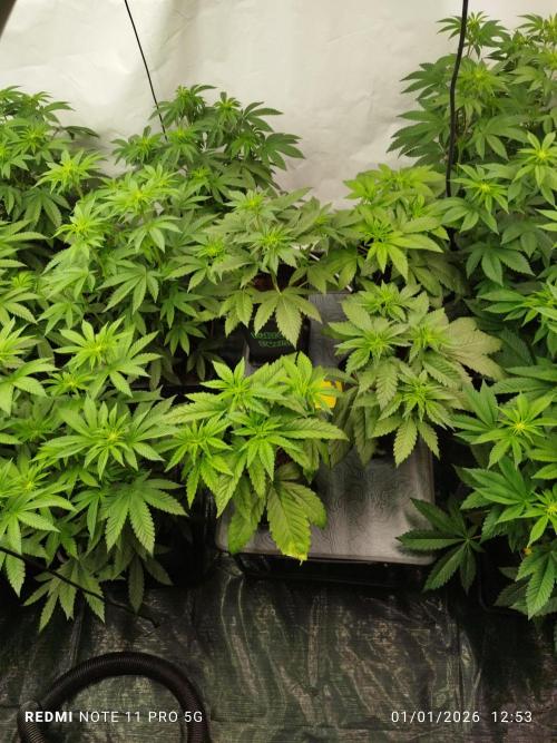 Perfect tree exotique genetix. Week 7