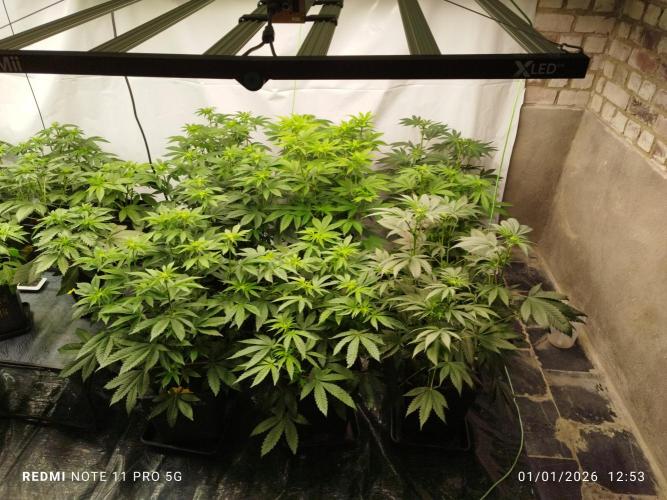 Perfect tree exotique genetix. Week 7