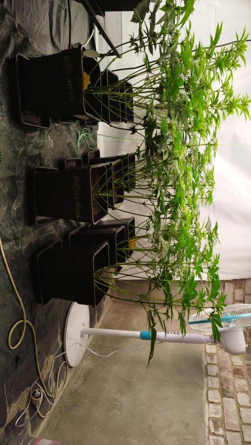 Perfect tree exotique genetix. Week 7