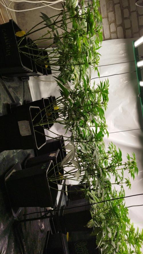 Perfect tree exotique genetix. Week 7