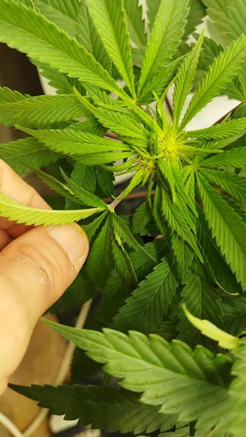 Perfect tree exotique genetix