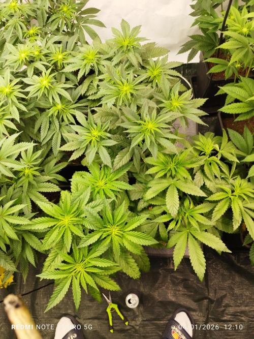 Perfect tree exotique genetix. Week 7