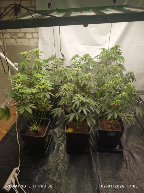 Perfect tree exotique genetix. Week 8