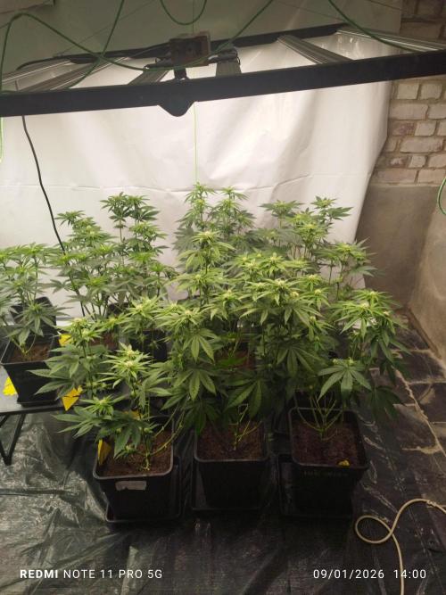 Perfect tree exotique genetix. Week 8