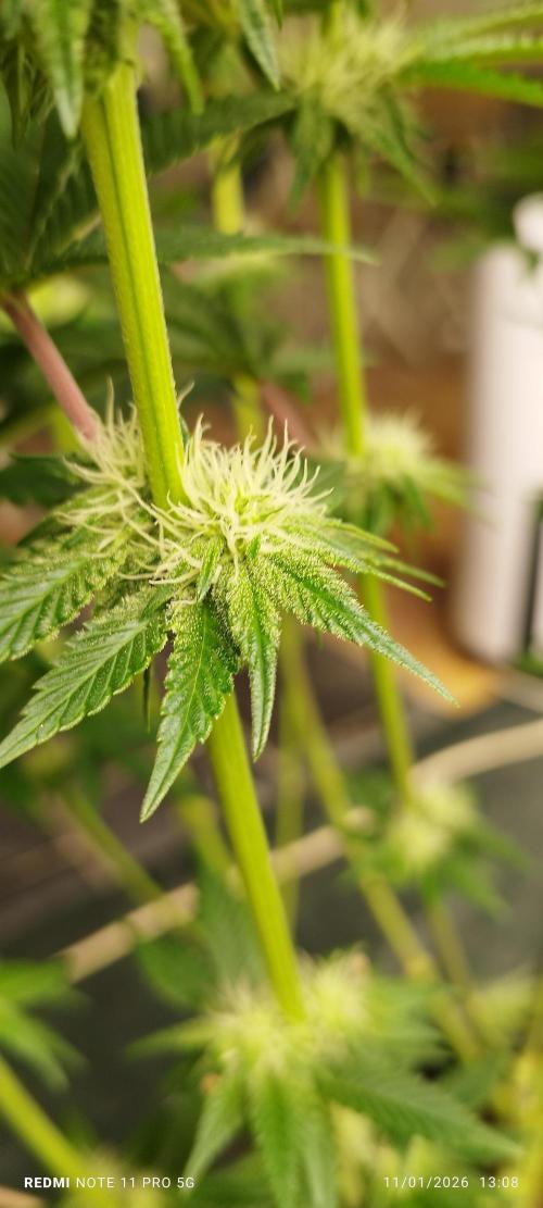 Perfect tree exotique genetix. Week 8