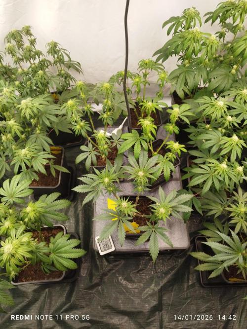 Perfect tree exotique genetix. Week 9