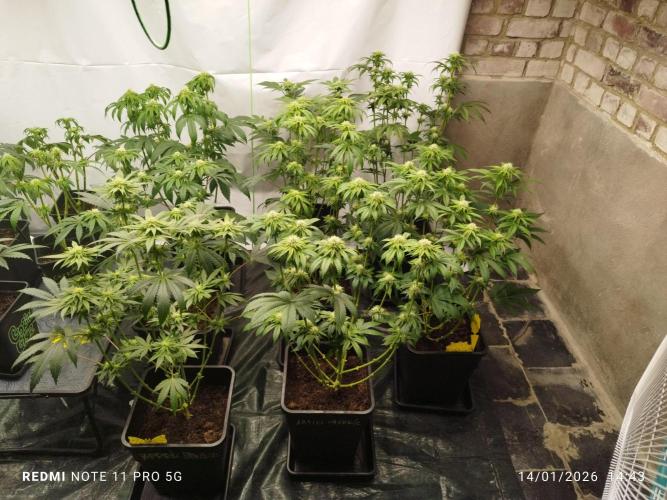 Perfect tree exotique genetix. Week 9