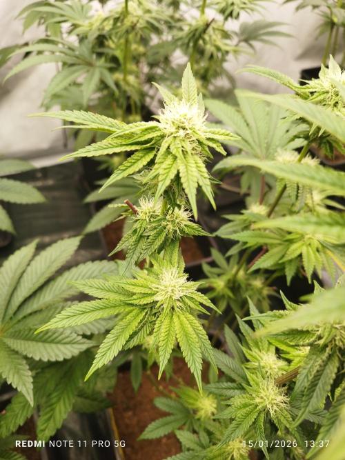 Perfect tree exotique genetix. Week 9