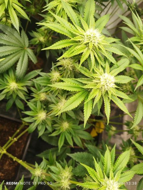 Perfect tree exotique genetix. Week 9