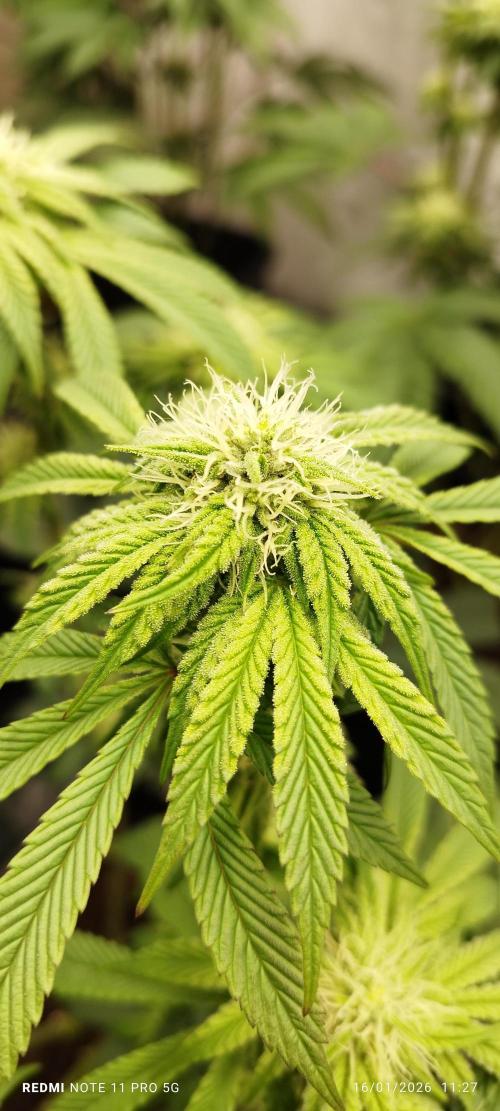 Perfect tree exotique genetix. Week 9