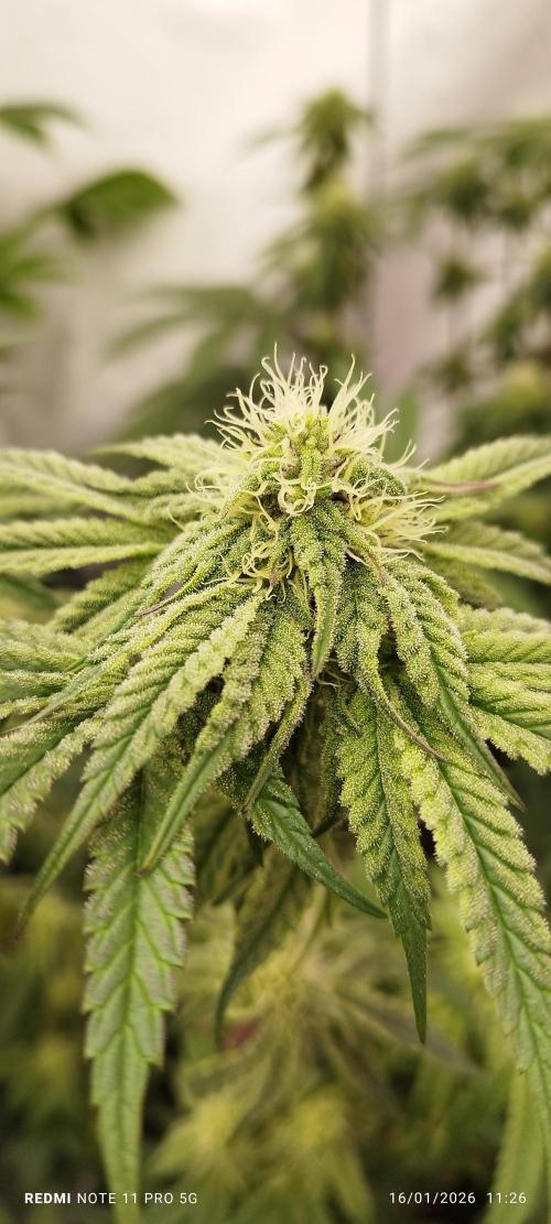 Perfect tree exotique genetix. Week 9