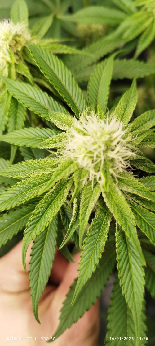 Perfect tree exotique genetix. Week 9