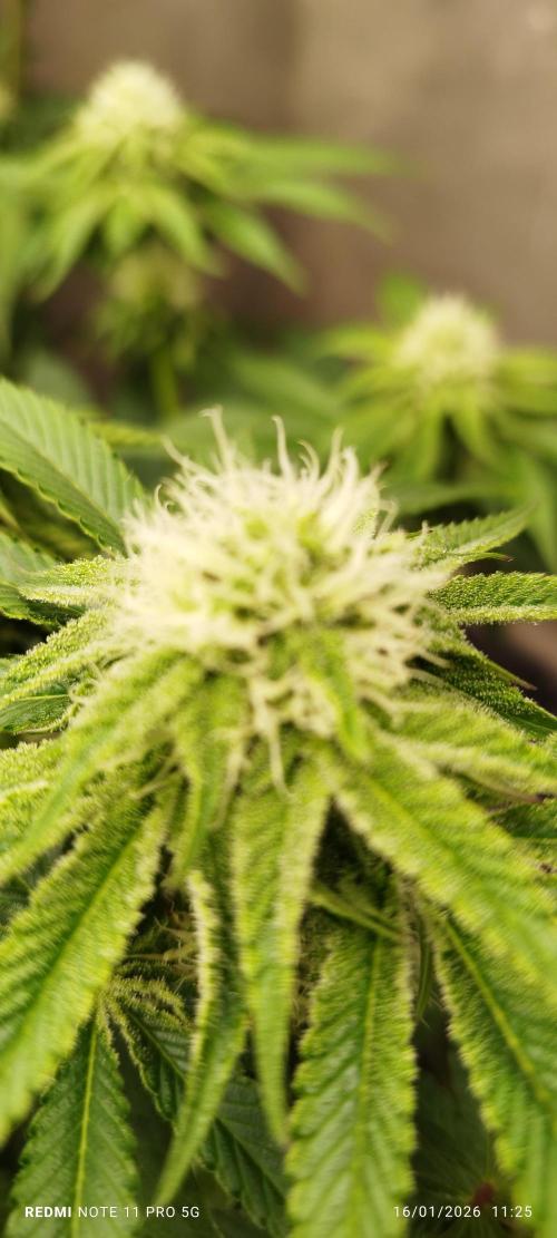 Perfect tree exotique genetix. Week 9