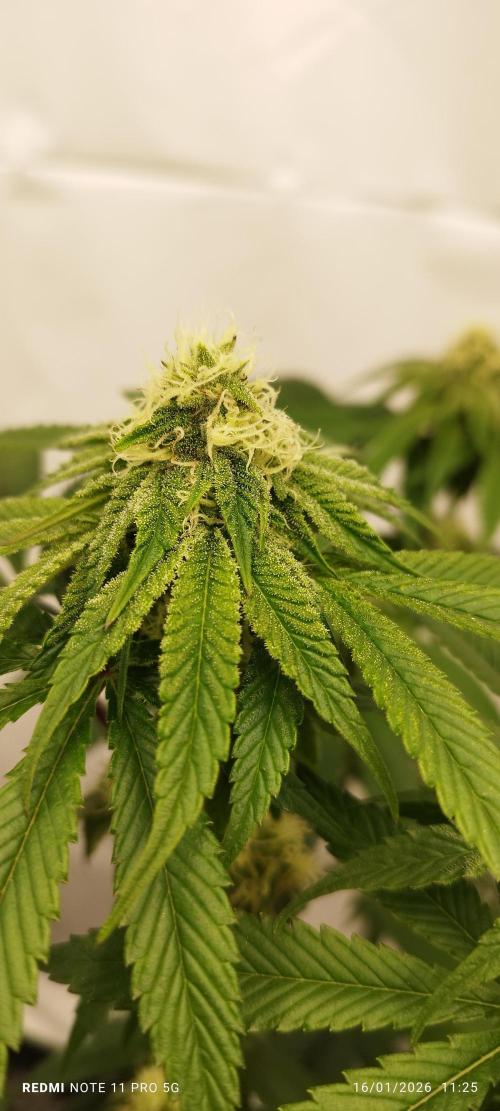 Perfect tree exotique genetix. Week 9