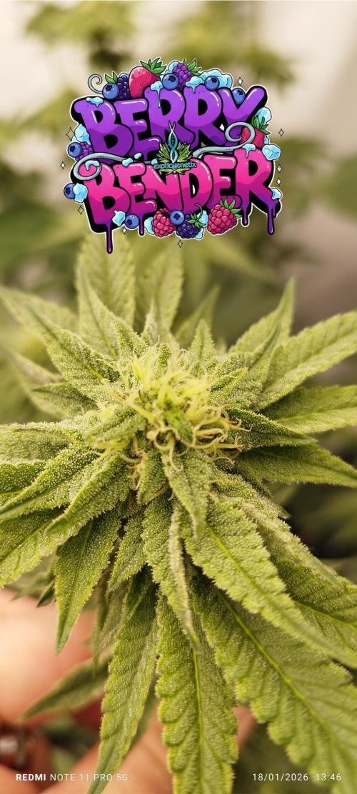 Perfect tree exotique genetix. Week 9