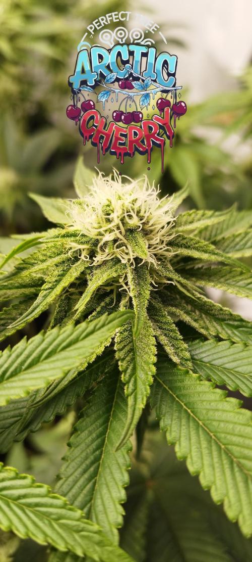 Perfect tree exotique genetix. Week 9