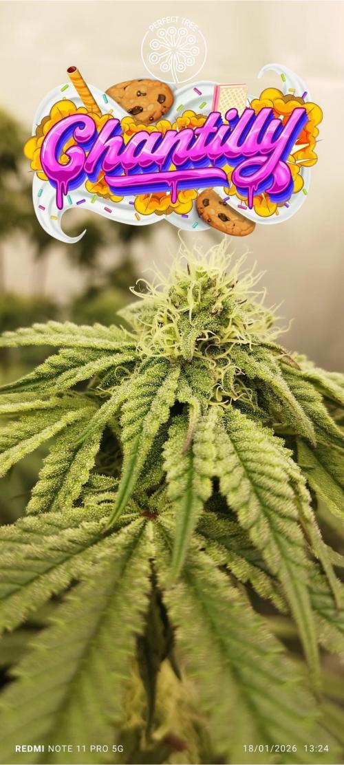 Perfect tree exotique genetix. Week 9