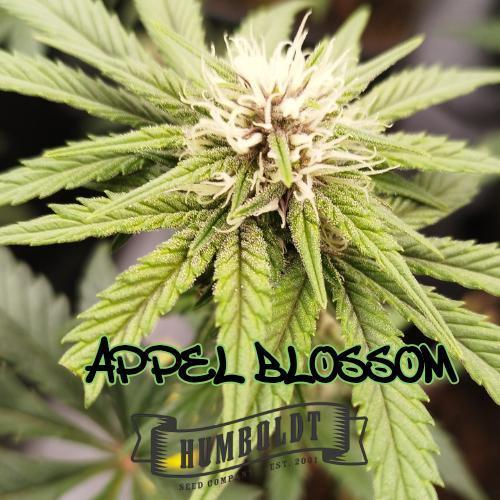 Perfect tree exotique genetix. Week 9