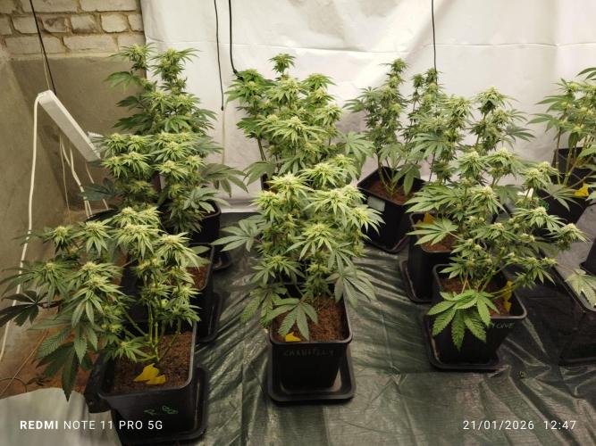 Perfect tree exotique genetix. Week 10