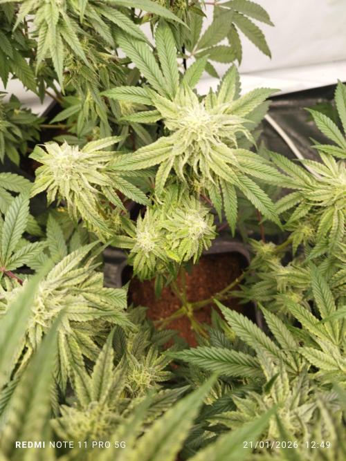 Perfect tree exotique genetix. Week 10