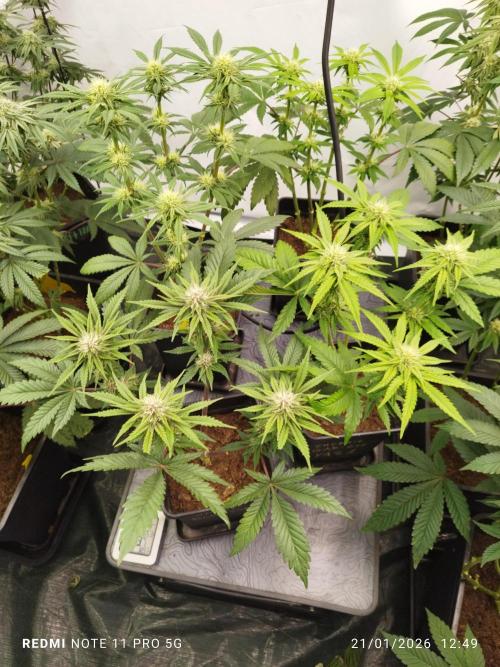 Perfect tree exotique genetix. Week 10