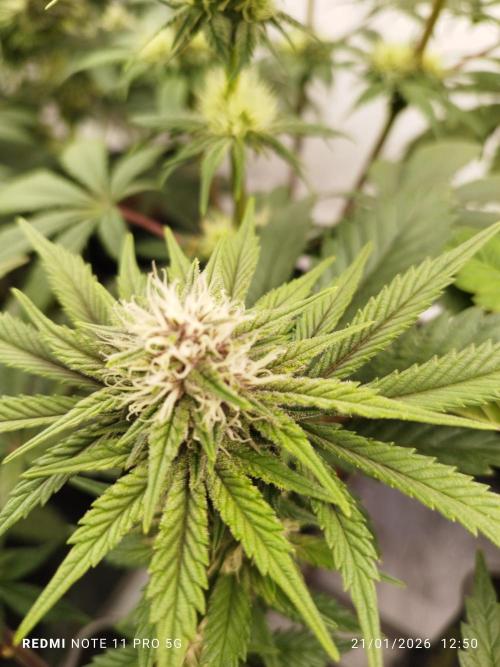 Perfect tree exotique genetix. Week 10