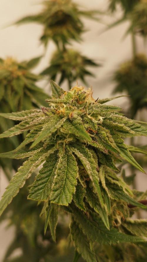 Perfect tree exotique genetix. Week 10