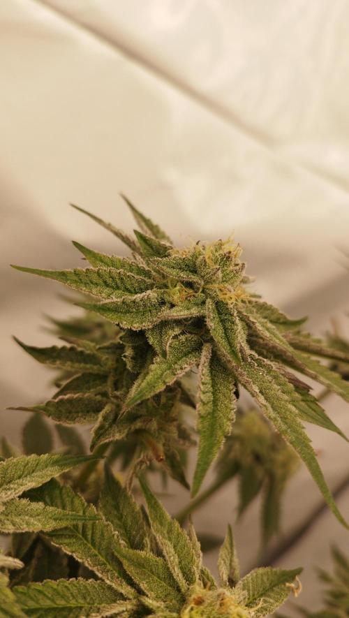 Perfect tree exotique genetix. Week 10