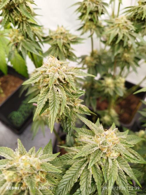 Perfect tree exotique genetix. Week 11