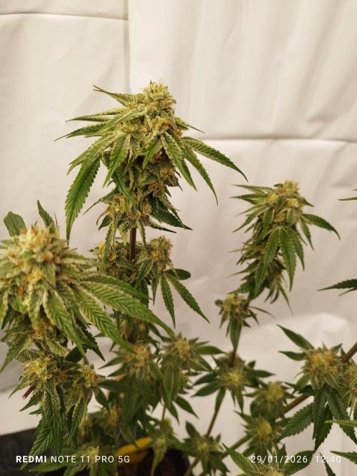 Perfect tree exotique genetix. Week 11