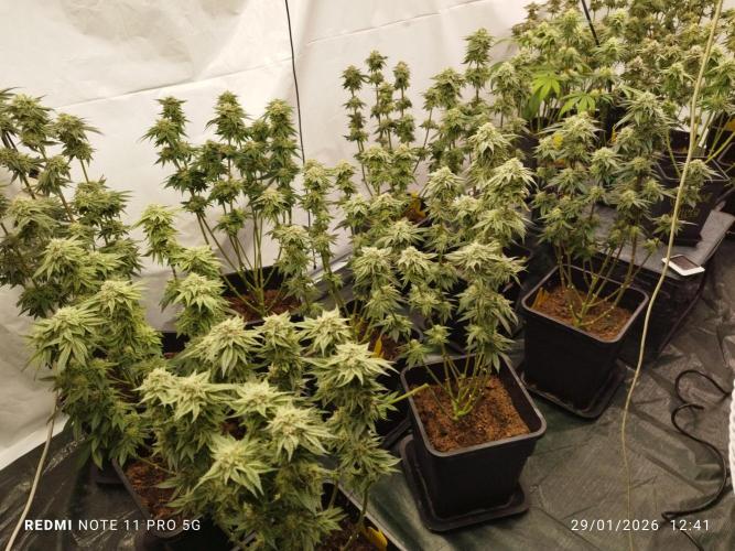 Perfect tree exotique genetix. Week 11