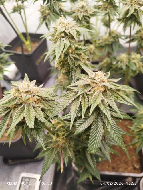 Perfect tree exotique genetix. Week 11