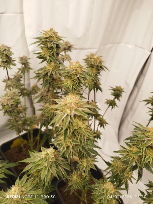 Perfect tree exotique genetix. Week 11