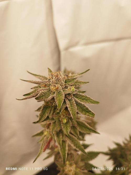 Perfect tree exotique genetix. Week 11