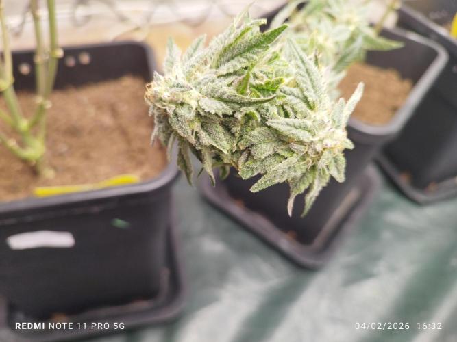 Perfect tree exotique genetix. Week 11