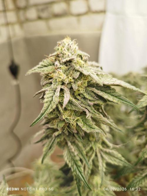 Perfect tree exotique genetix. Week 11