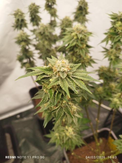 Perfect tree exotique genetix. Week 11