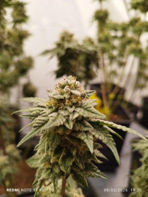 Perfect tree exotique genetix. Week 12