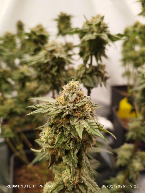 Perfect tree exotique genetix. Week 12