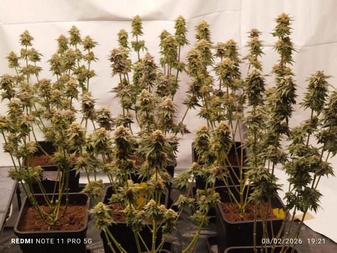 Perfect tree exotique genetix. Week 12