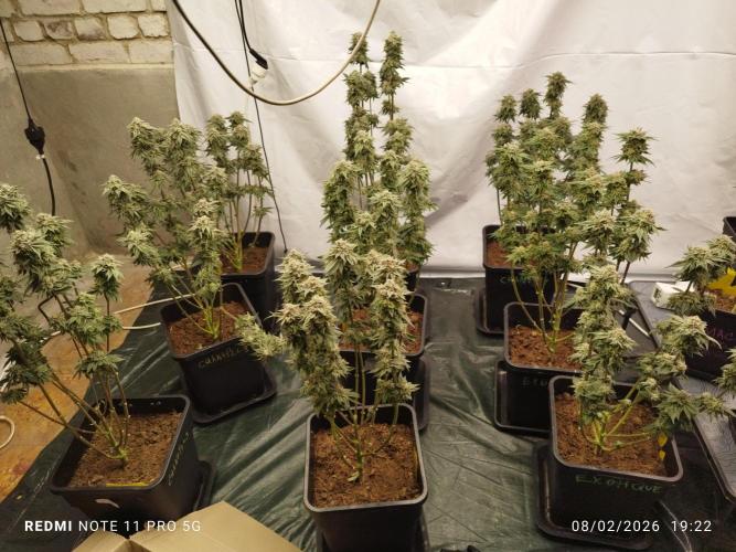 Perfect tree exotique genetix. Week 12