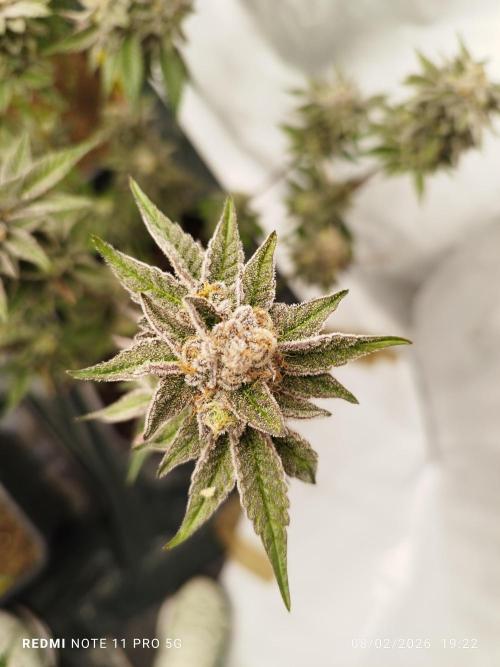 Perfect tree exotique genetix. Week 12