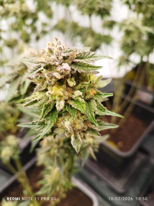 Perfect tree exotique genetix. Week 12