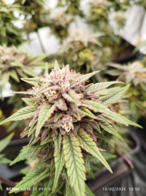 Perfect tree exotique genetix. Week 12