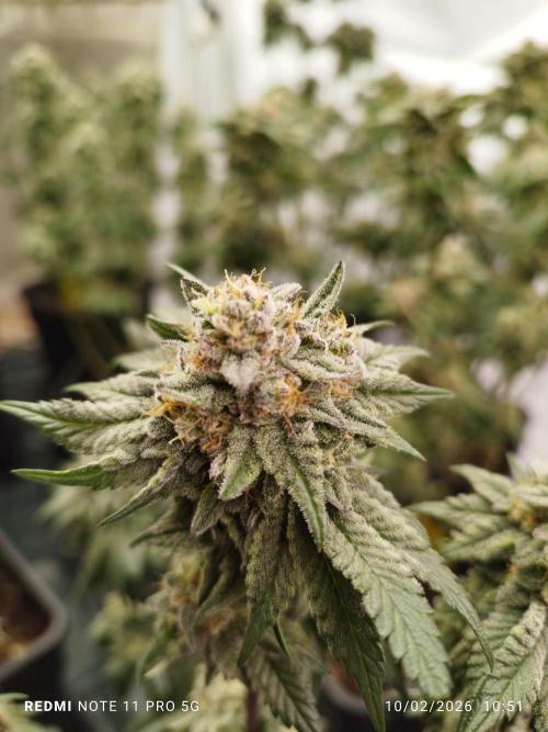 Perfect tree exotique genetix. Week 12