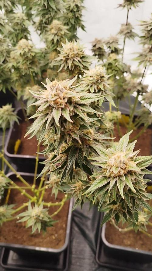 Perfect tree exotique genetix