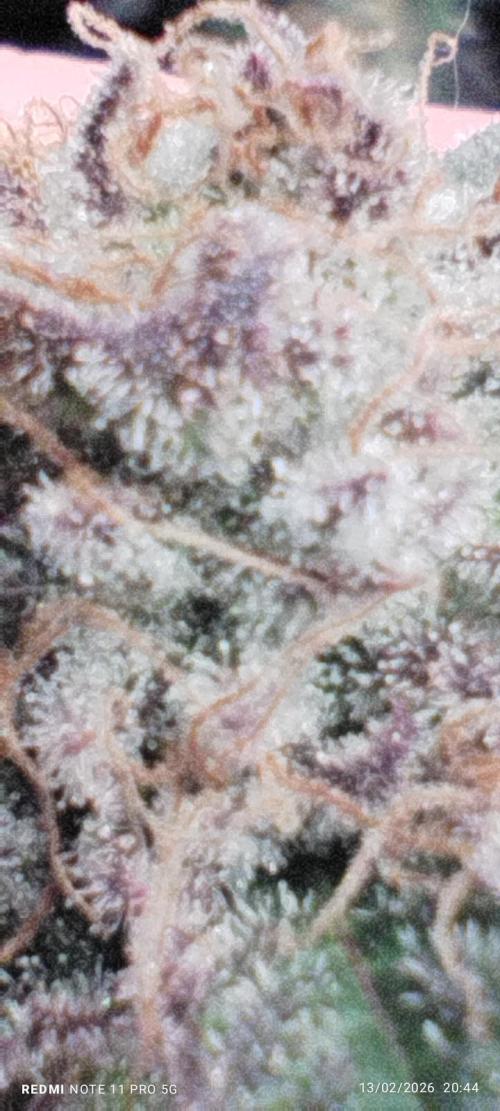 Perfect tree exotique genetix. Week 13