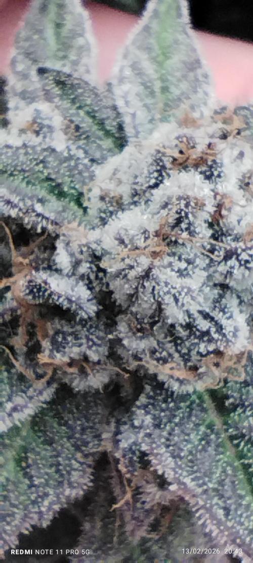 Perfect tree exotique genetix. Week 13