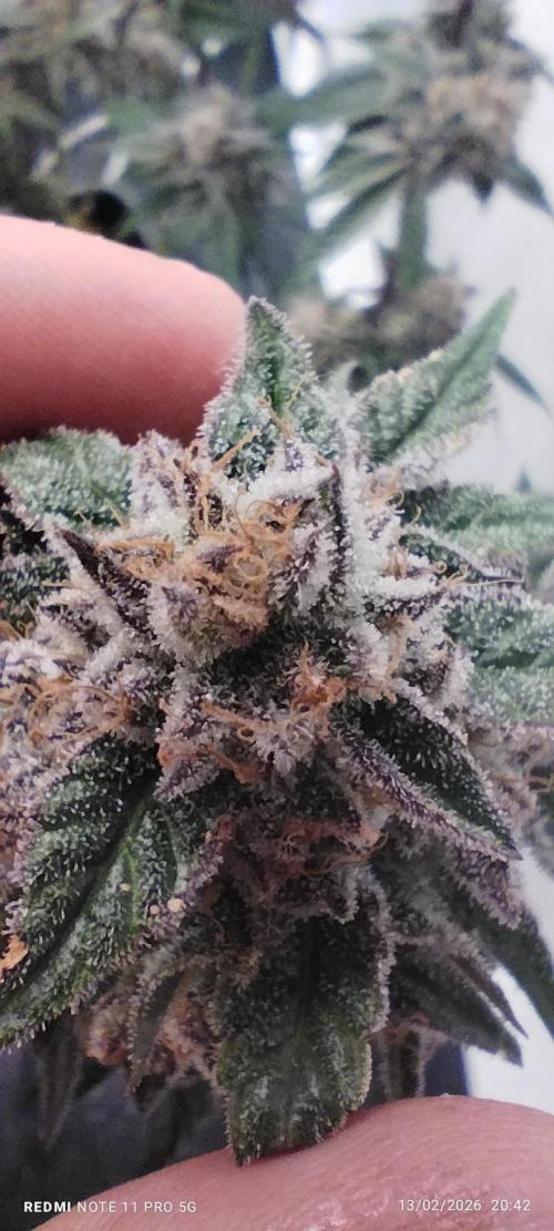 Perfect tree exotique genetix. Week 13